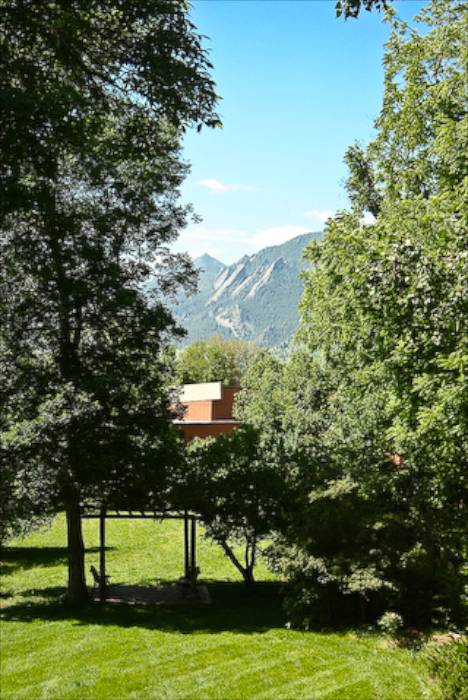 Juniper-backyard view
